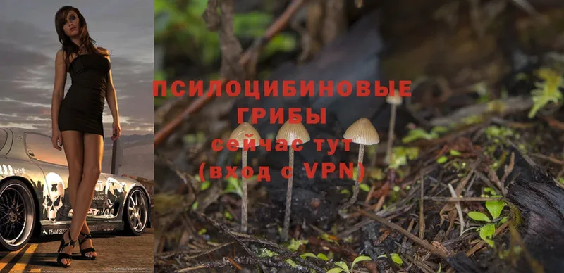 магазин продажи наркотиков  Алагир  Псилоцибиновые грибы MAGIC MUSHROOMS 